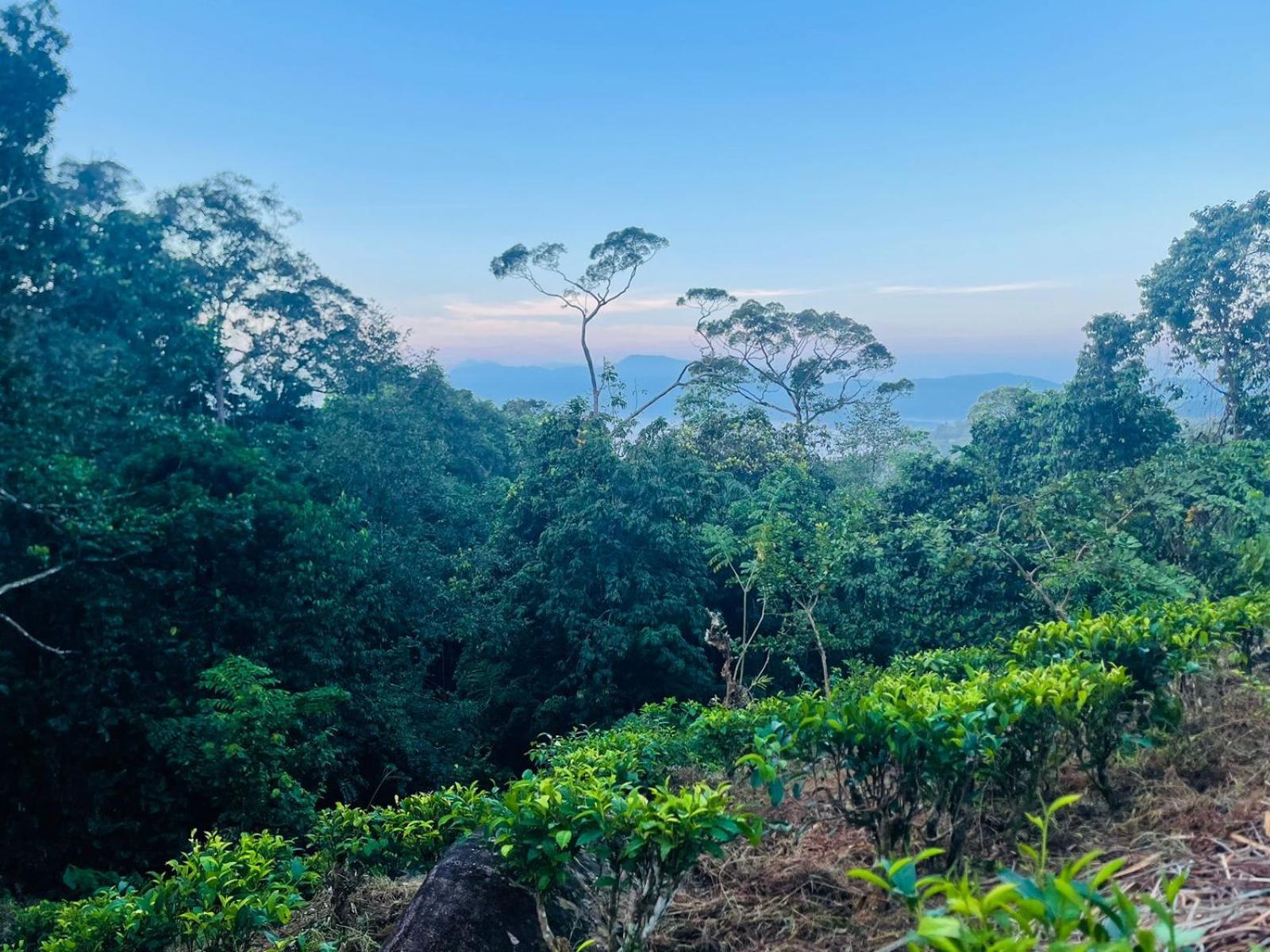 Palabaddala Tea And Eco Lodge Ratnapura Exterior photo
